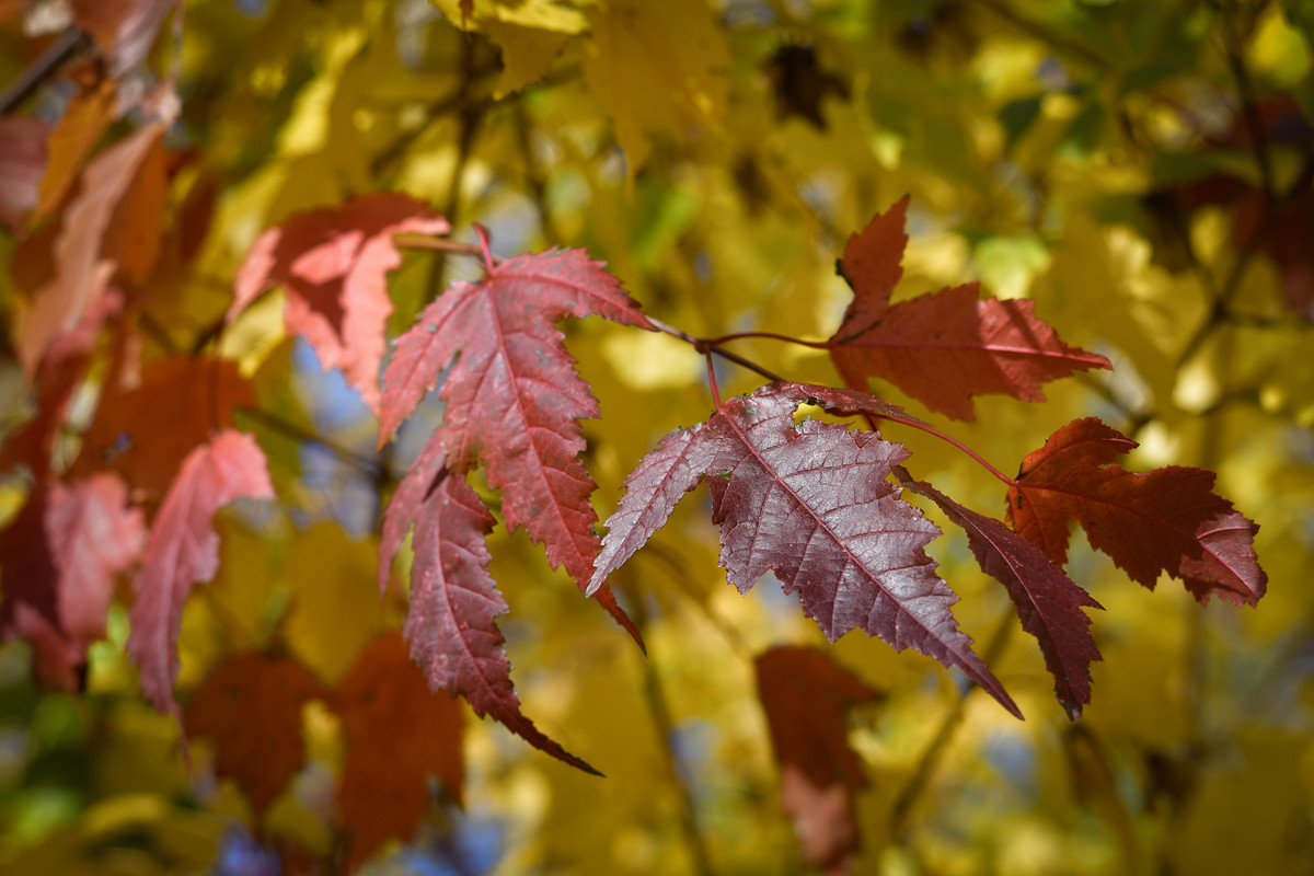 DSC-6376.jpg