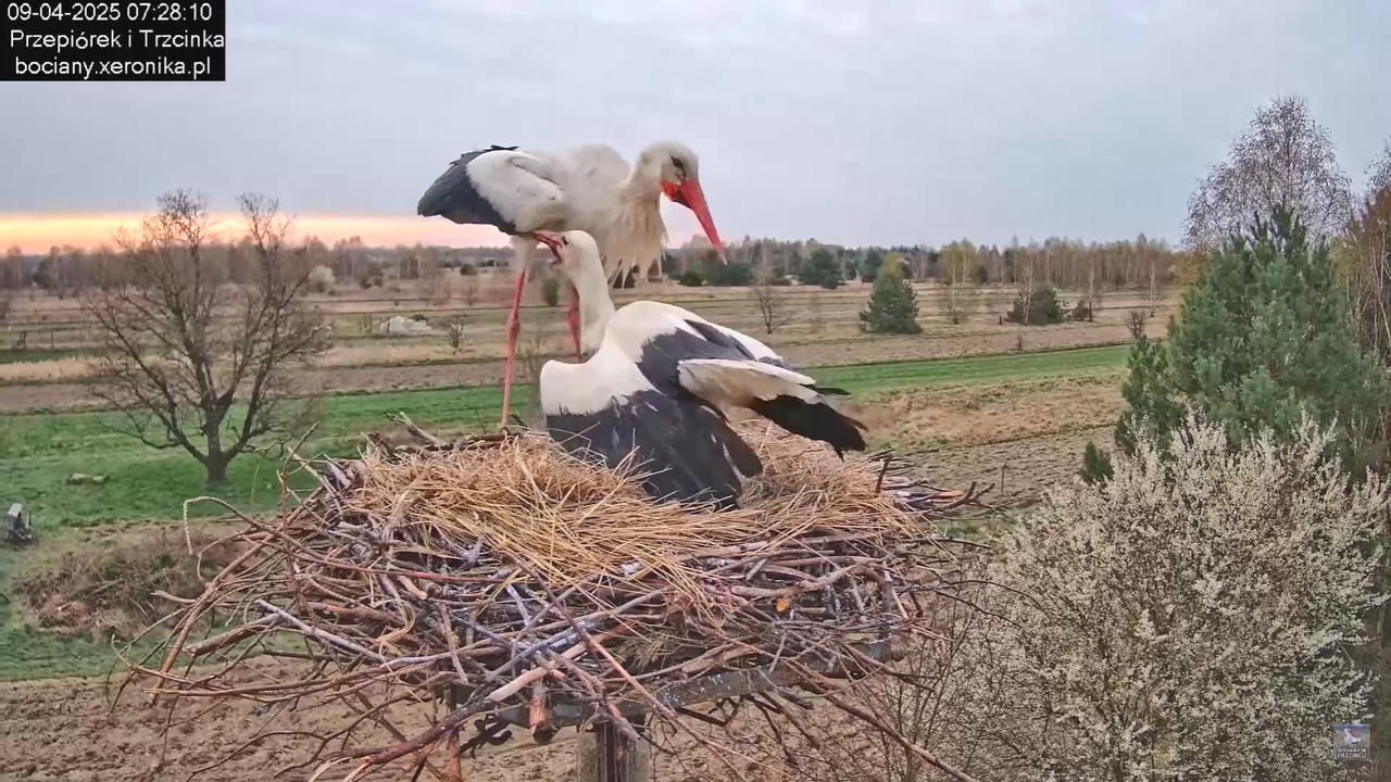 09042025bociany_32