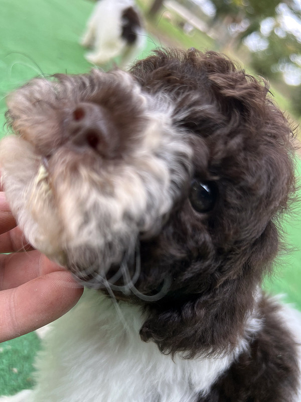 Lagotto Romagnolo female puppy for sale – Ideal Dale Era – 48 days old – photo 8