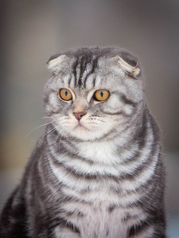 ------------ (1 из 1)