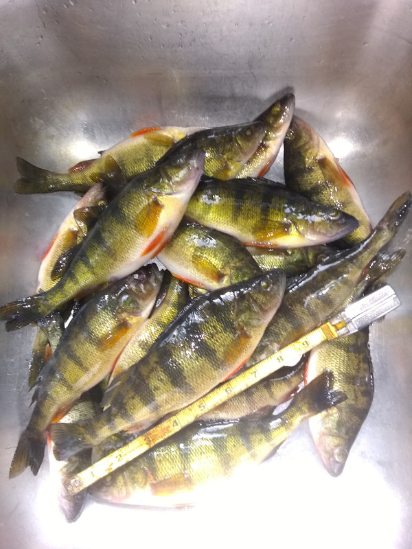 21 Silver Lake Perch