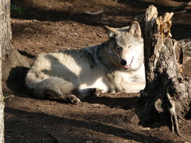 Sucrerie de la Montagne y Parc Omega - DOS SEMANAS EN EL ESTE DE CANADÁ (ONTARIO Y QUÉBEC) (22)