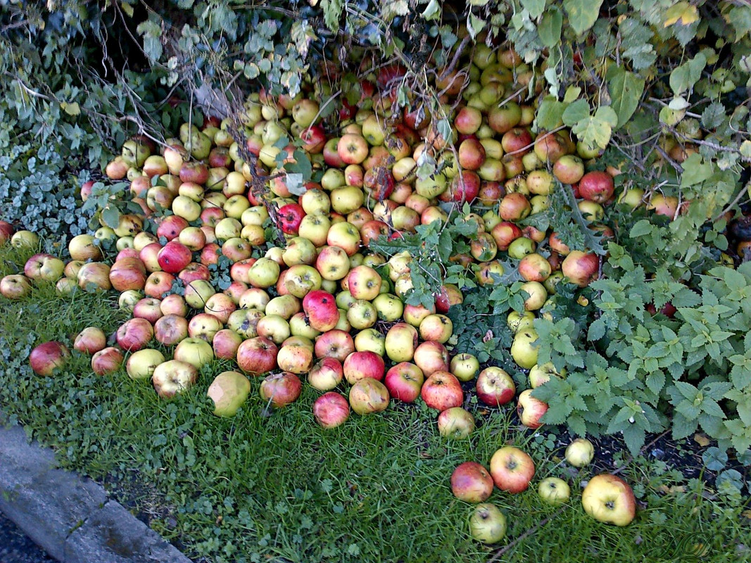 apple-windfall-HD.jpg