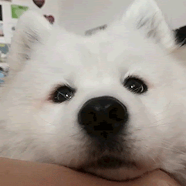 samoyed-loseup-ezgif-com-resize.gif