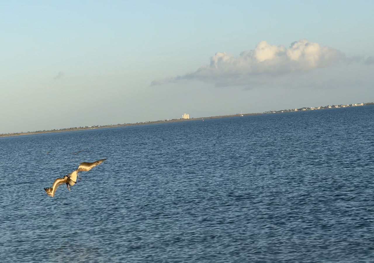 [Image: Sanibel-Island-Bridge15.png]