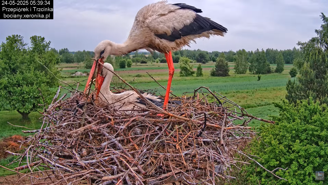 24052025bociany9