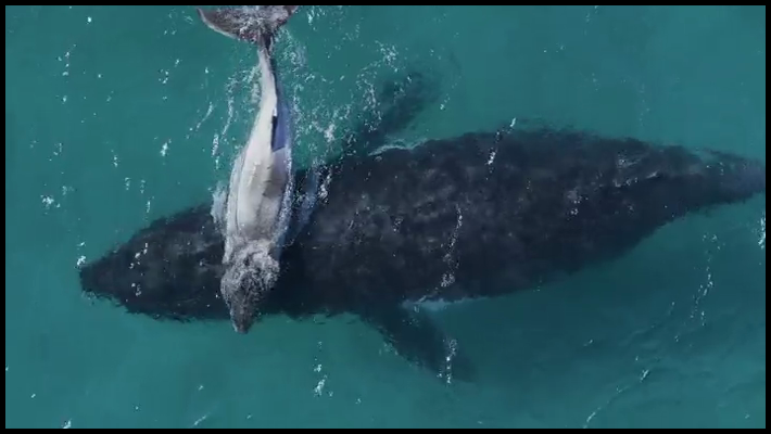 [Image: xdh515w8odun.png]