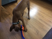 Rocco the Rhodesian Ridgeback 16