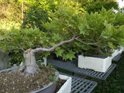 Separata margotta da un Bonsai di acero palmato IMG_20180919_180216