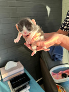 Afbeelding van WhatsApp op 2024-06-24 om 20.37.30_b51b82a9