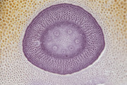 apo