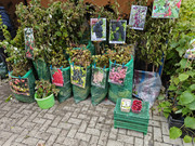 IMG20261017125618