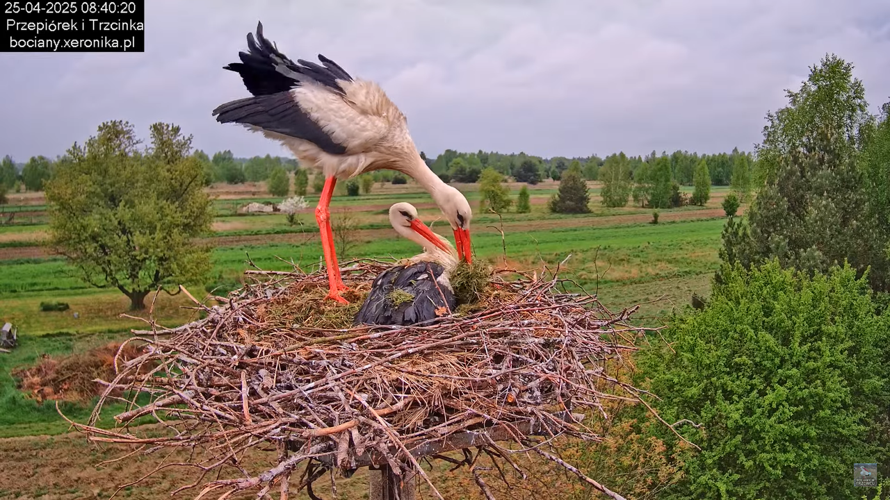 25042025bociany6