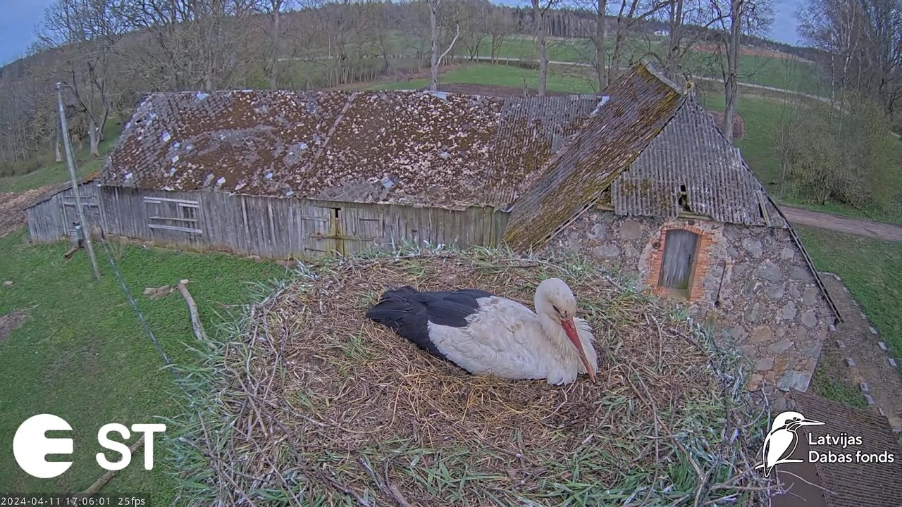 Baltie stārķi (Ciconia ciconia) Tukuma novadā - LDF tiešraide __ White storks in Tukums, Latvia 13-9