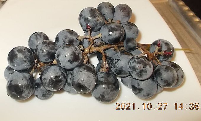 https://i.postimg.cc/2S0g9GWL/szolo-othello-2021.jpg