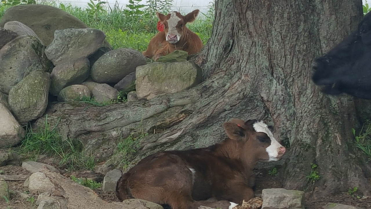 9-15-18 2 calves