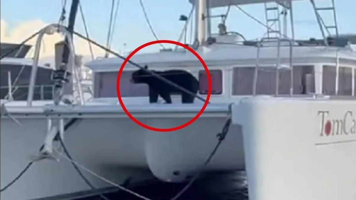 Oso se vuelve viral tras ser captado disfrutando de un paseo en velero