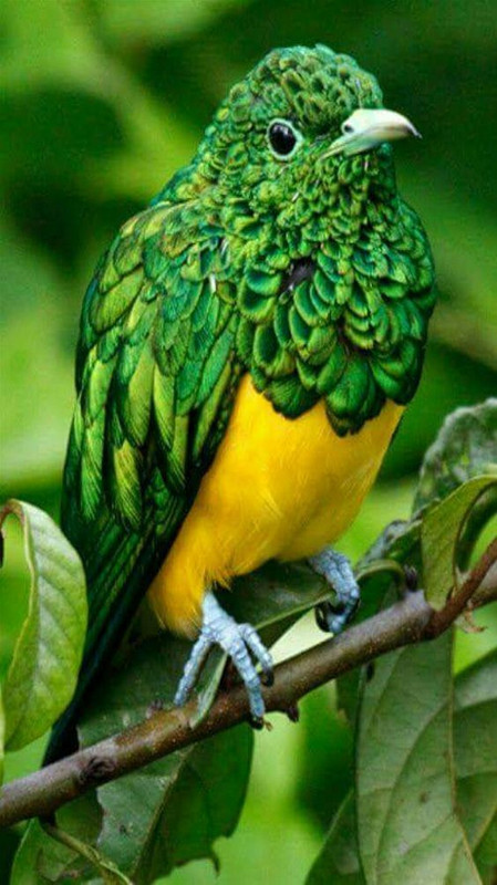greendrapebird.jpg