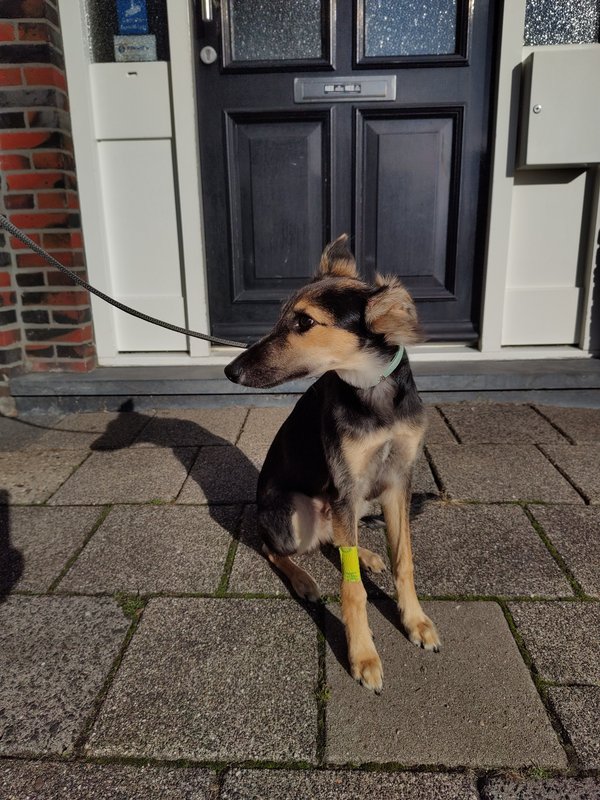 Afbeelding