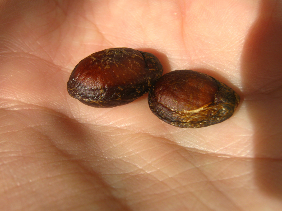 chirimoya_-la-salida-chile-20141010T093600