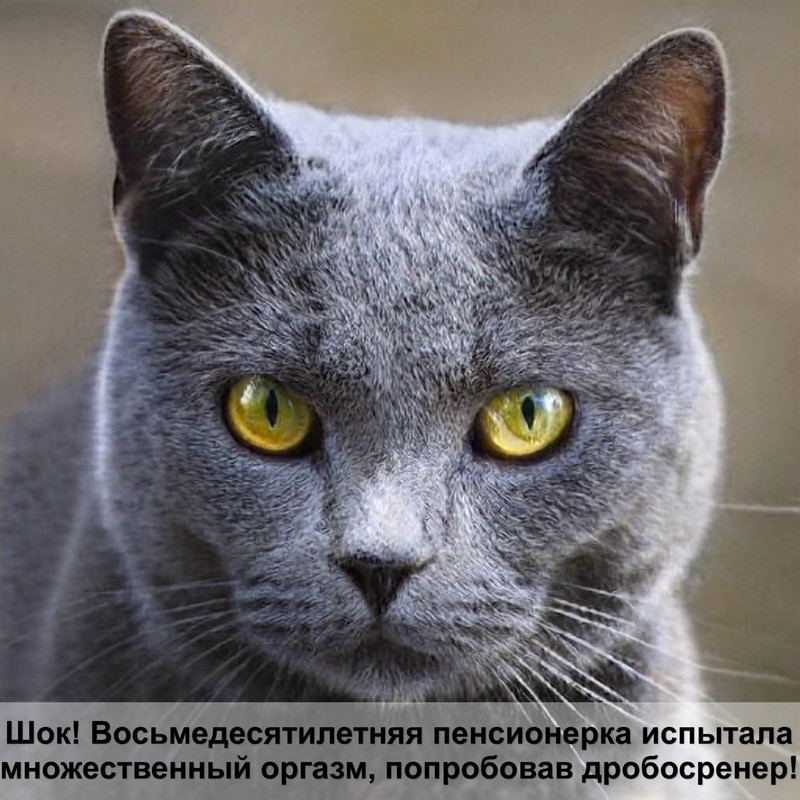 шерсть британских кошек