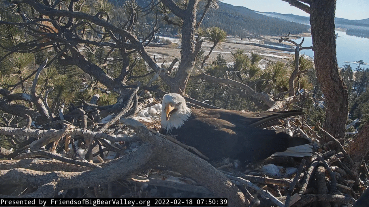 Webp.net-gifmaker (5)