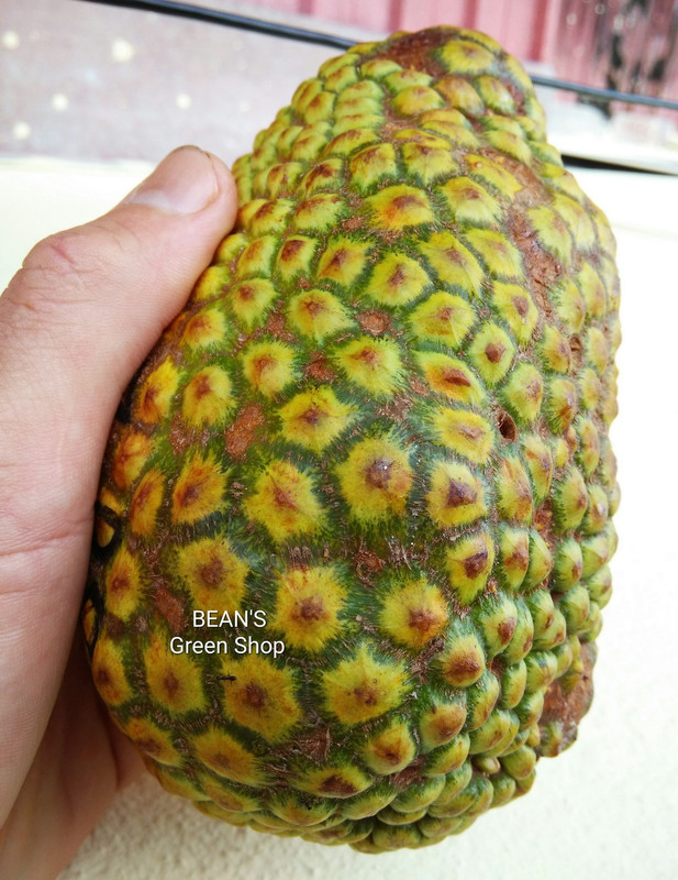 Cempedak durian1