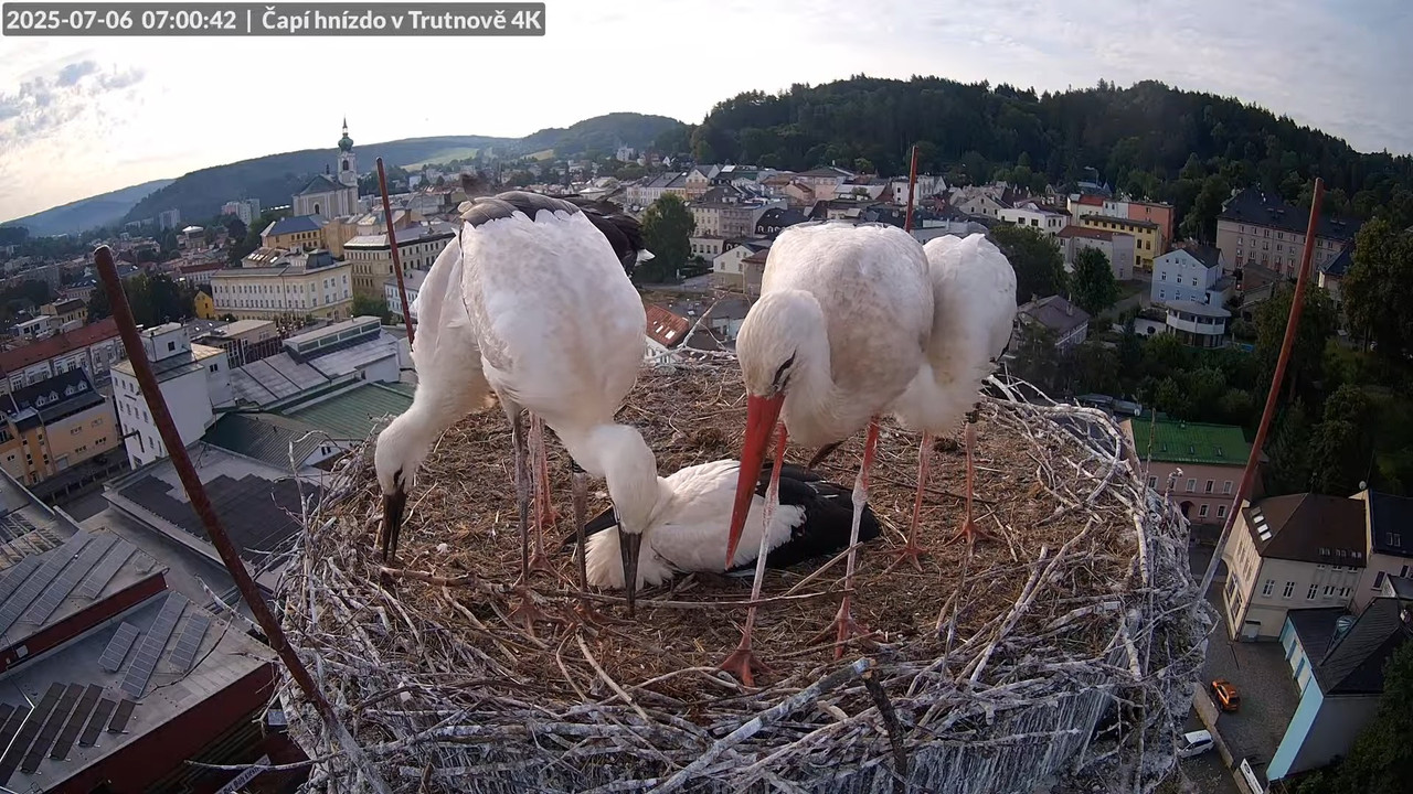 Tiešraide no stārķa ligzdas uz alus darītavas skursteņa Trutnovā 8-58-58 screenshot