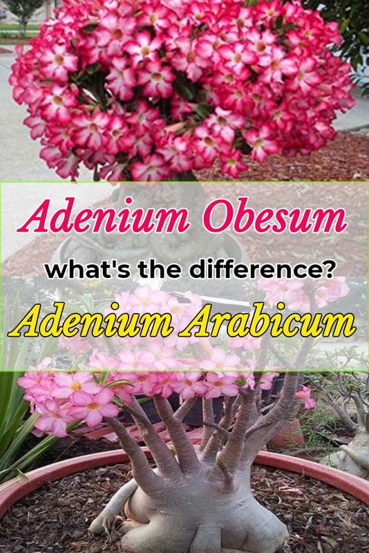adenium-obesum-vs-arabicum-difference.jpg