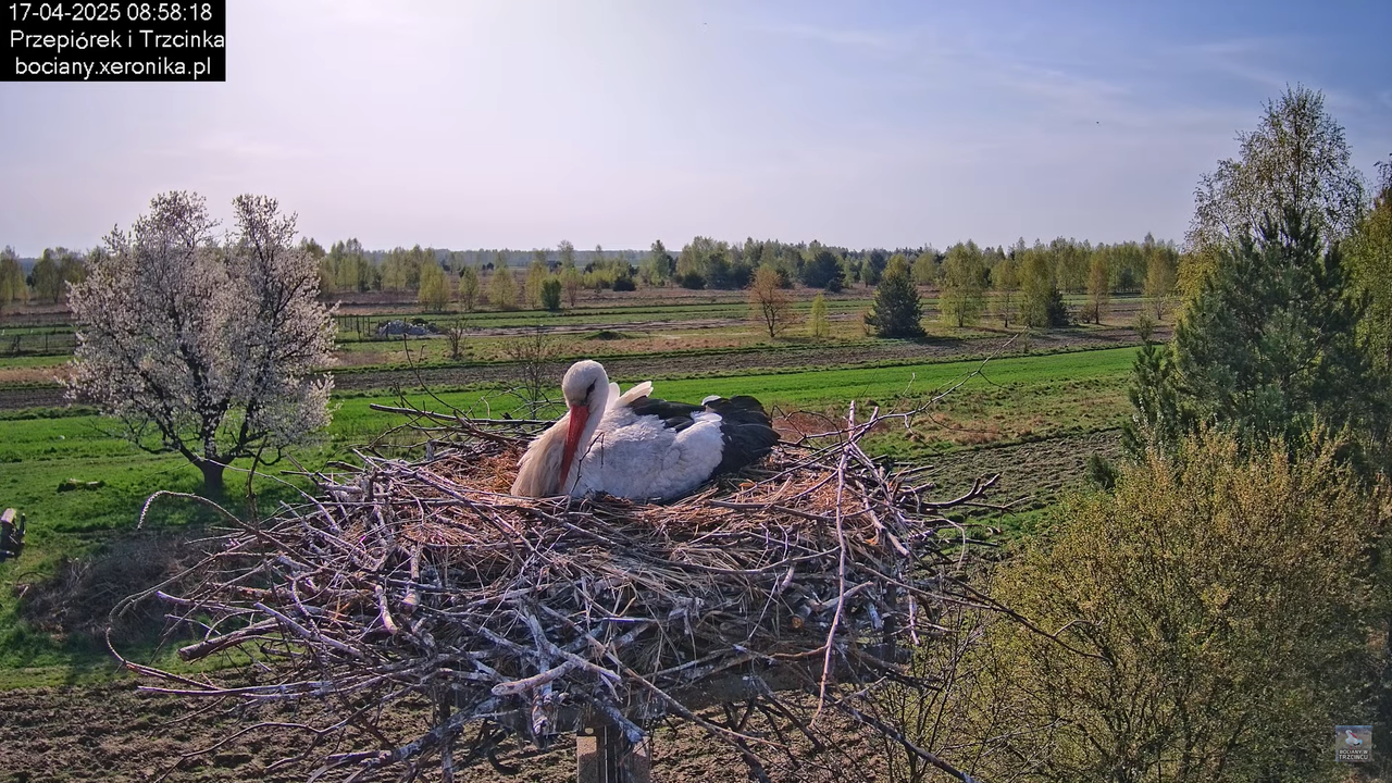 17042025bociany10