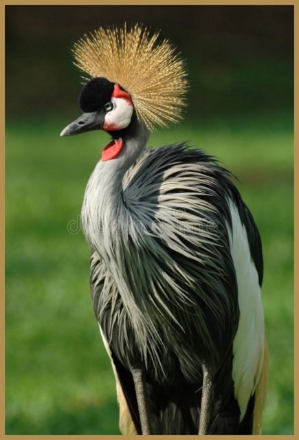 oiseau-national-de-l-ouganda-475163.jpg