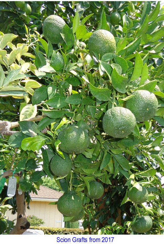 My-Sumo (8-29-20)-grafted 2017(1)