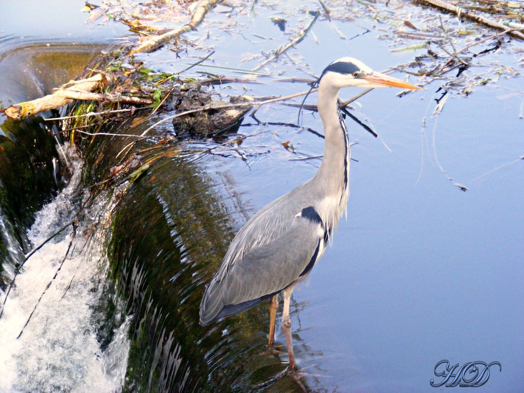 Animals-Heron-HD.jpg