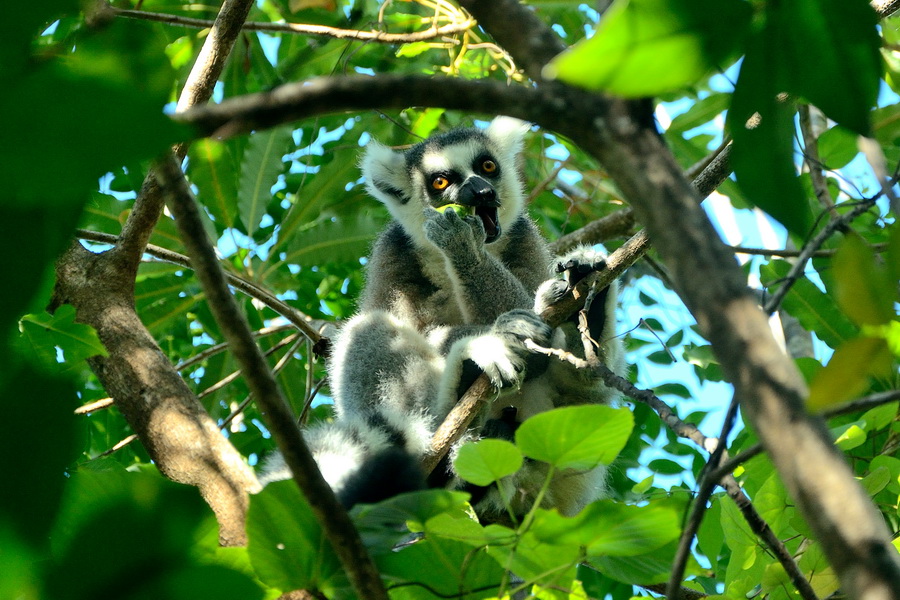 Кошачий лемур