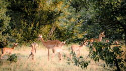 Moremi: la joya de la corona, donde te emocionarás a cada instante. - Botswana y Cataratas Victoria: la esencia de África y maravilla natural (2)