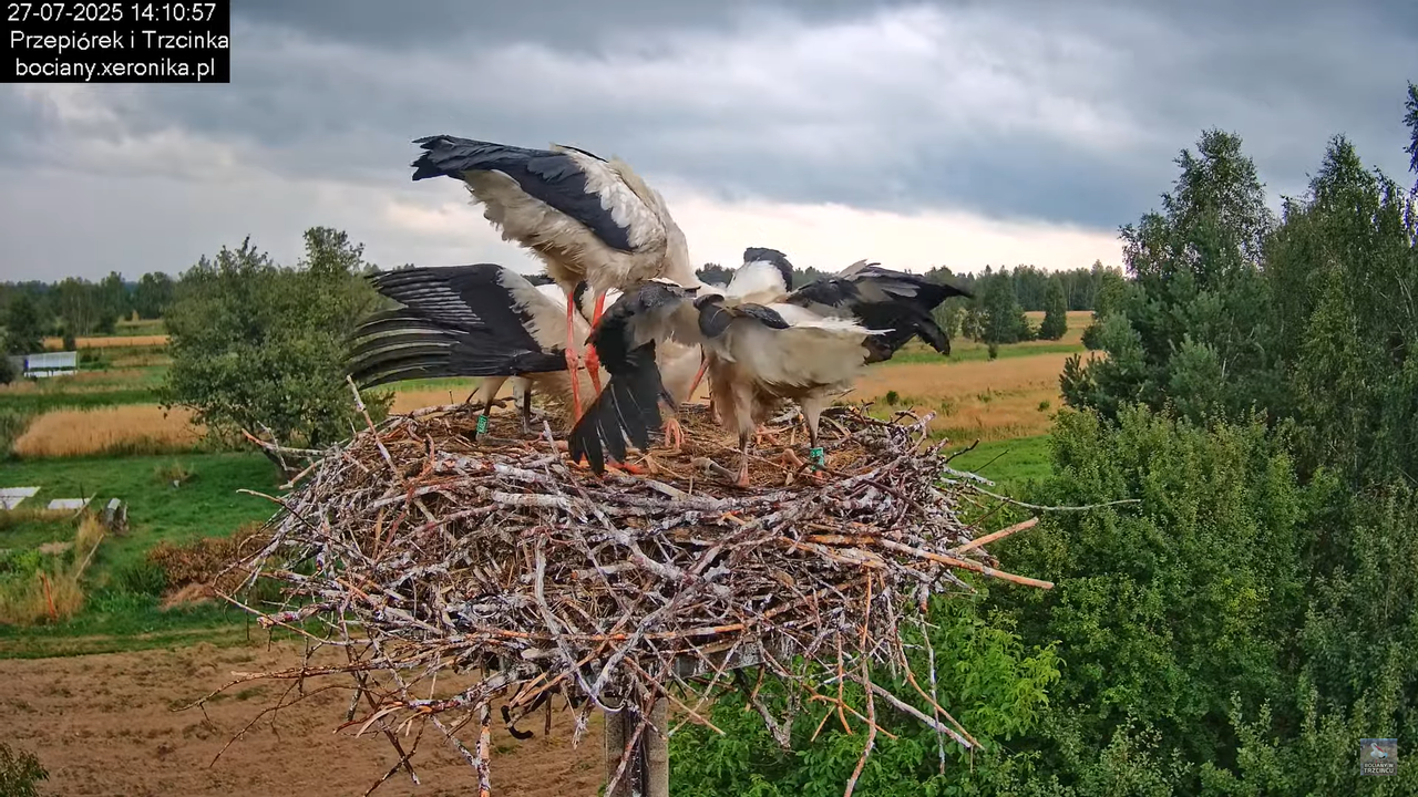 27072025bociany35