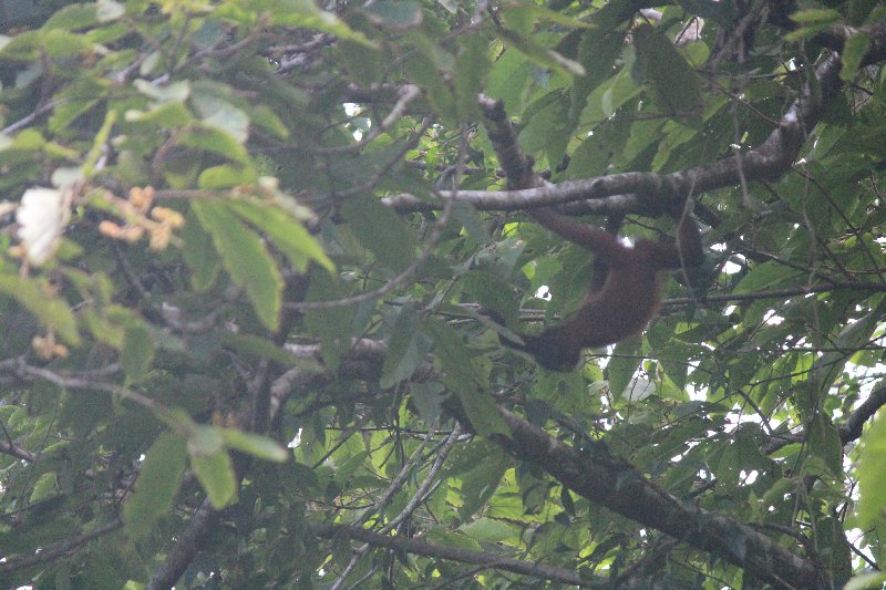DIA 13: EXCURSIÓN DE UN DÍA A CORCOVADO - DE TORTUGAS Y PEREZOSOS. COSTA RICA 2019 (27)