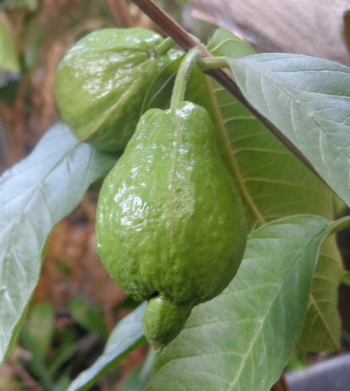 White-Guava3