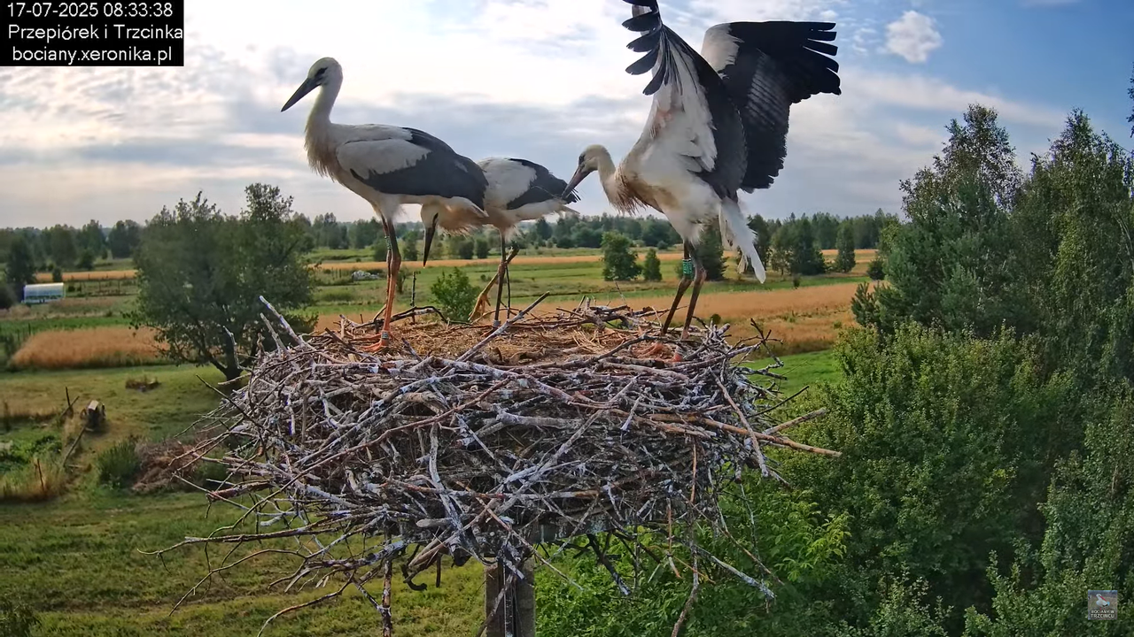 17072025bociany26