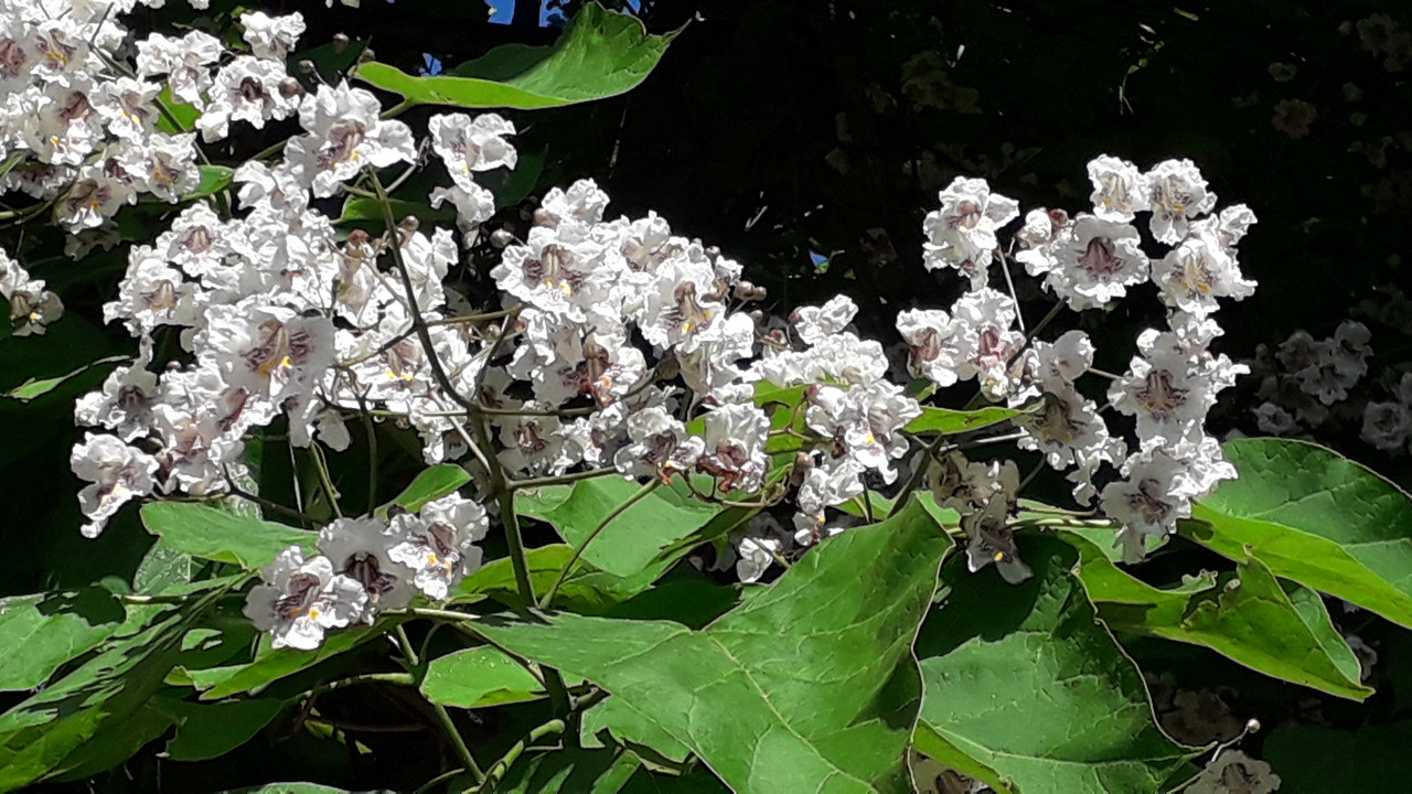 [Image: 20190628-173448.jpg]