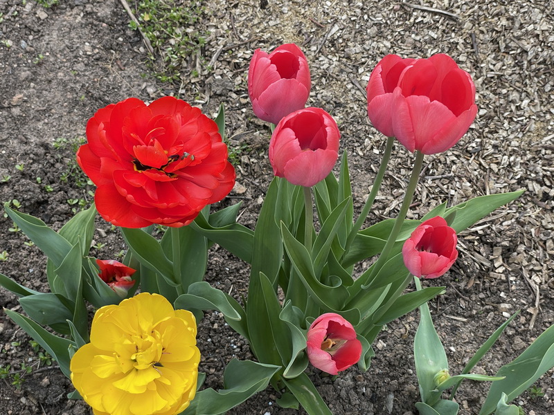 https://i.postimg.cc/2S99GgtH/IMG-2406.jpg