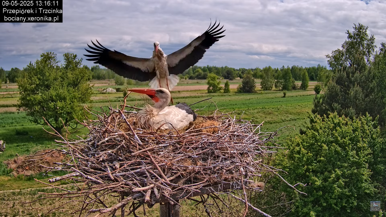09052025bociany22