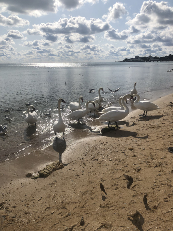 7453A86D-7366-44E3-8DA8-5443210AEB3D