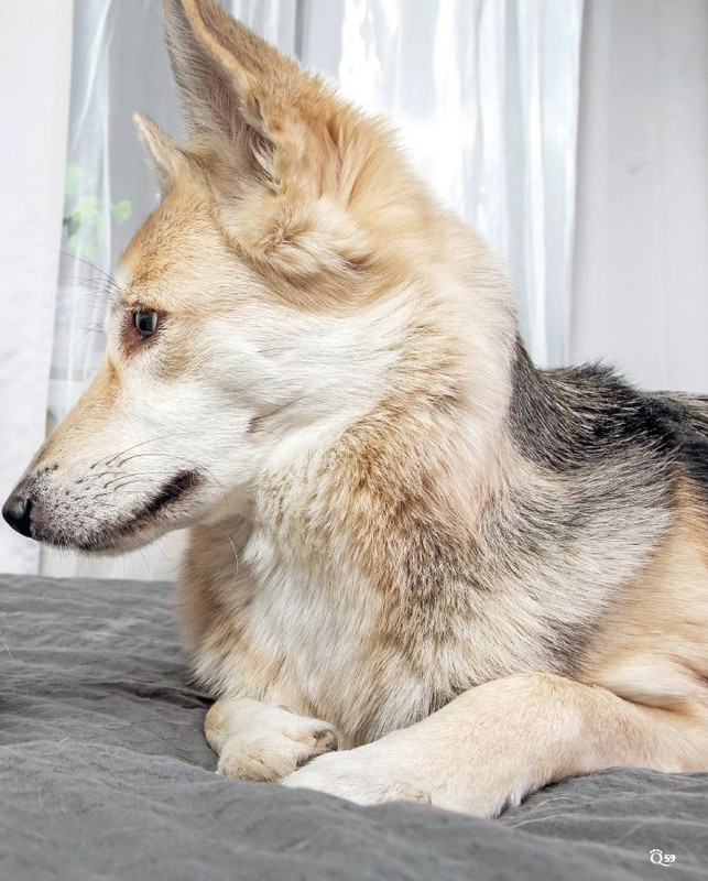 QuattroZampe Set 2024 (2)