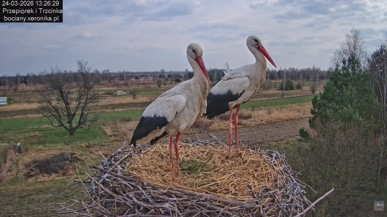24032026bociany 27