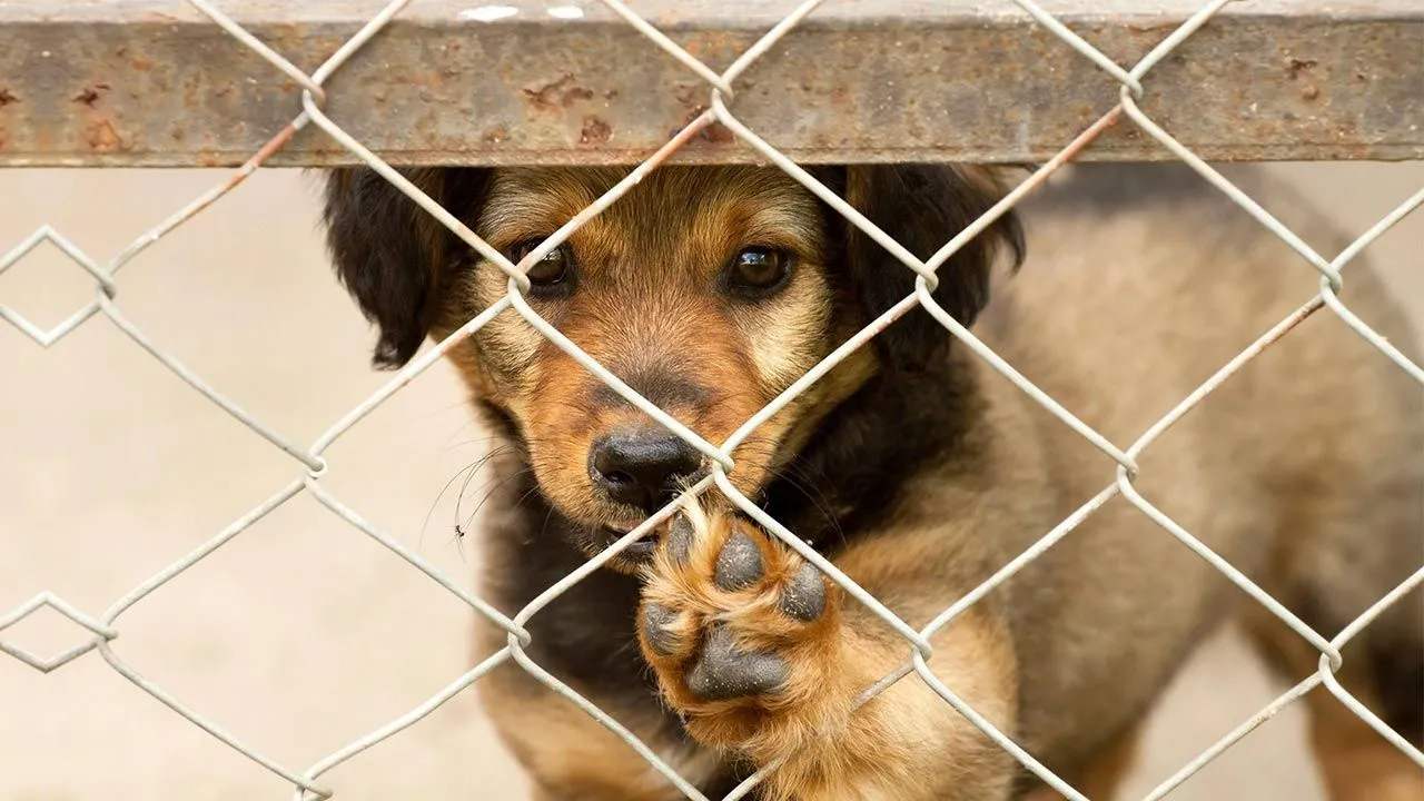 Avión con 53 perritos para adopción abordo se estrelló en Wisconsin