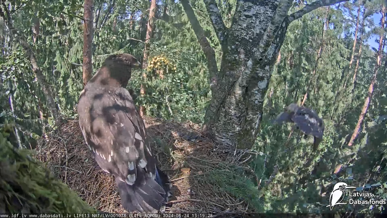 Mazais ērglis (Clanga pomarina), ligzda bērzā - LDF tiešraide 14-16-23 screenshot