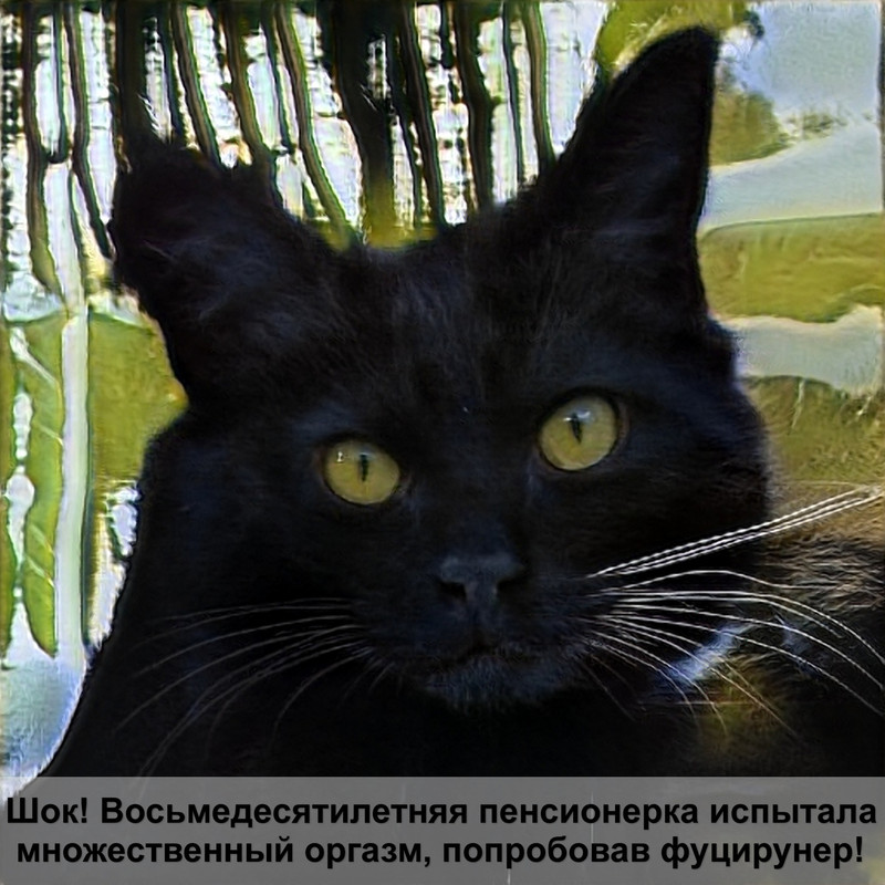 окрас сиамских кошек цвета