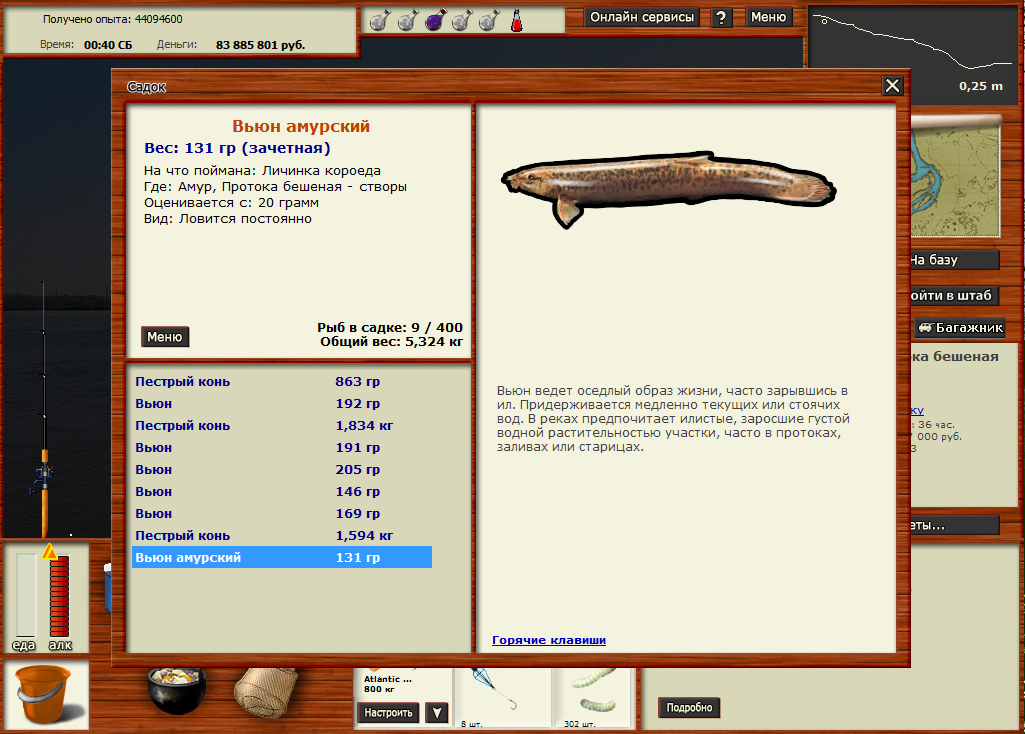 Вьюн Амурский