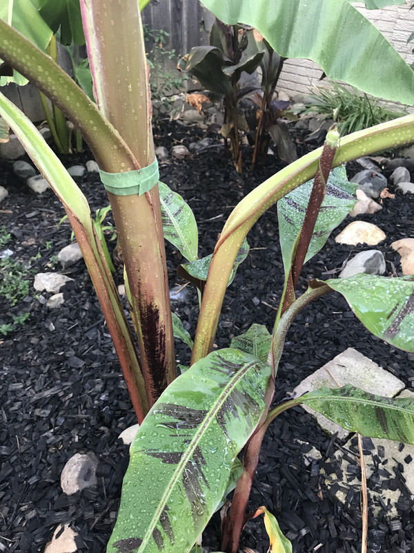 B1A34183-79D0-4575-BBD8-03429D04A0EE